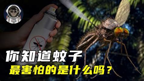 你知道蚊子最害怕什么吗？教你几个对付蚊子的小妙招，赶快收藏起来
