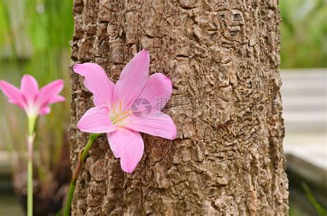 粉色梅花树图片 - 站长素材