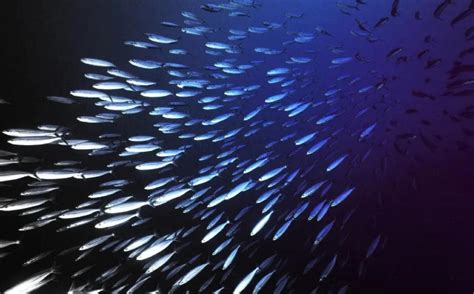 海底一万米到底有多恐怖? 8200米的深海, 已经没有鱼类生存了