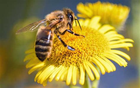 蜜蜂与人类健康_蜂蜜