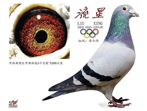桑杰士：世界上飞得最快的鸽系，詹森快，桑杰士更快！-中国信鸽信息网 www.chinaxinge.com
