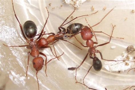 温州海关首次截获300只“光滑美切叶蚁” 旅客：用来吃的_食用