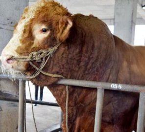 四川泸州现重达2吨的牛王 吸引不少养殖户前来参观|四川|泸州-社会资讯-川北在线