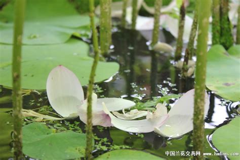 千叶莲图片