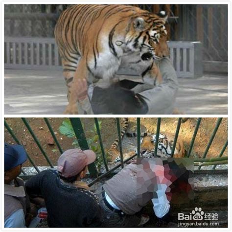 老虎吃东西卡喉咙，被饲养员吊起来拍打，虎脸被丢尽了！