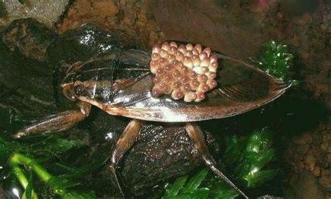 水中霸王田鳖，能使人体融化的恐怖昆虫