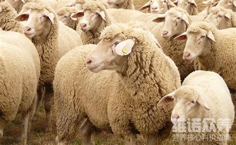 今日活羊价格全国走势羊价格走势图2020养殖价格_全国__羊-食品商务网
