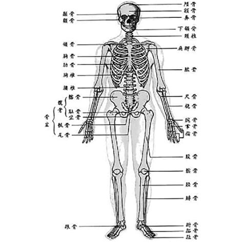 有没有标注详细的人体骨骼图或者软件? - 知乎