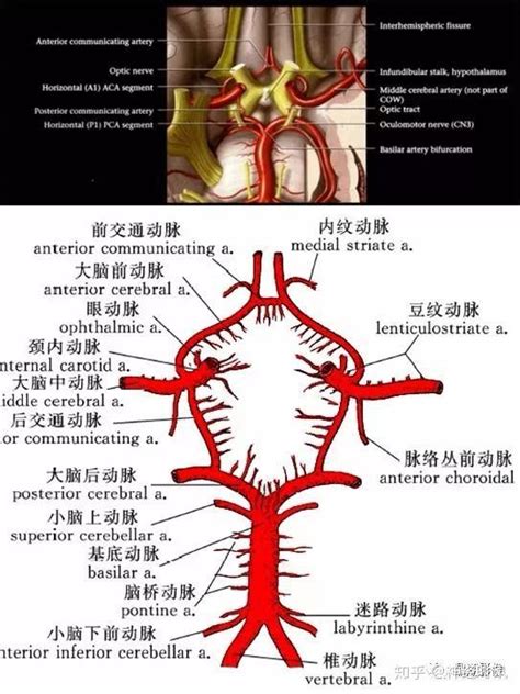 神经系统结构图图片