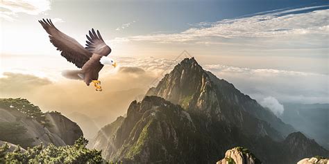 鹰图图片