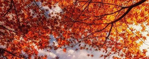 秋天到了枫叶红了像什么写出比喻句-百度经验