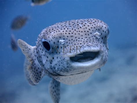 水下可爱的咸水豪猪河豚鱼(Diodon hystox)微笑照片摄影图片_ID:133925299-Veer图库
