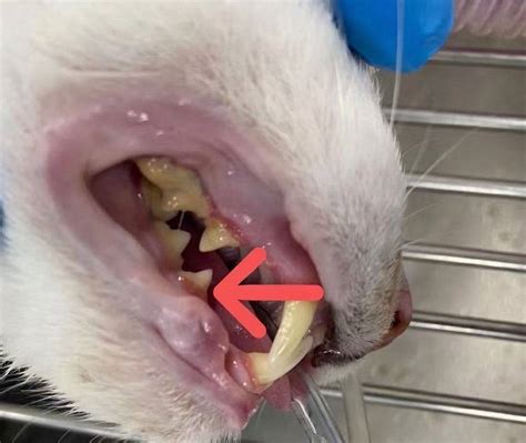 不知道猫咪的年龄？从牙齿就可以判断。关于猫咪牙齿的一些小常识_前臼齿