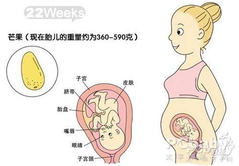 怀孕六个月胎儿发育过程图_怀孕六个月胎儿发育过程图_孕妇常识_怀孕_太平洋亲子网