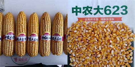 农民手中的玉米种子高清图片下载-正版图片507164997-摄图网