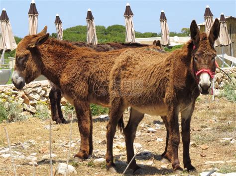 驴子的视线高清图片下载-正版图片507210600-摄图网