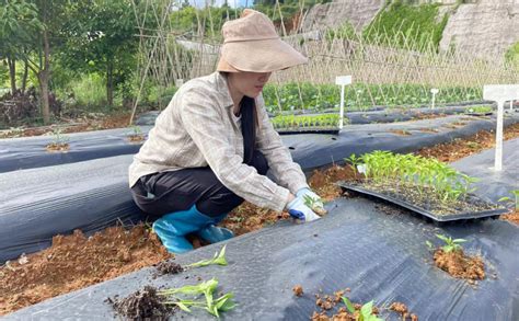 蔬菜新品种引进种植示范 - 新闻动态 - 黔东南苗族侗族自治州农业科学院
