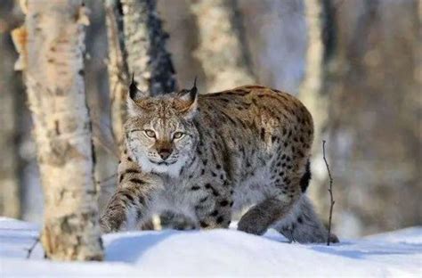 国家二级保护动物豹猫获救助-国际环保在线