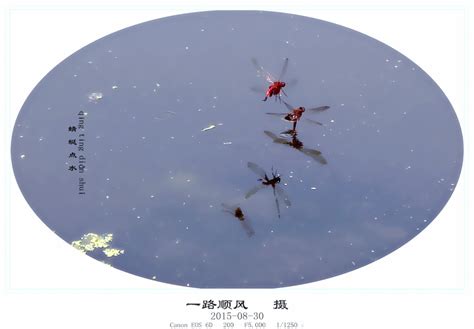 蜻蜓点水的意思_成语蜻蜓点水的解释-汉语国学