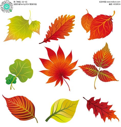 不同形状的树叶图片,各种形状的图形图片_大山谷图库