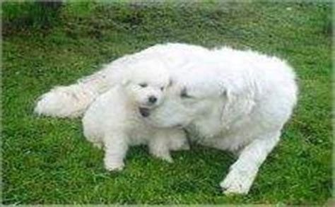 库瓦斯犬图片-库瓦斯犬价格-为什么不能养梗类犬