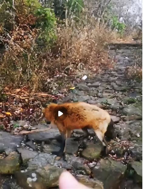 浙江杭州，市民爬山偶遇赤狐“引路”，有关部门：可能是弃养，此前已救助过