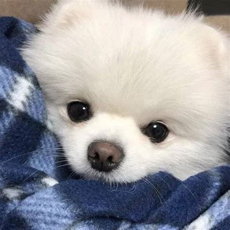 非主流狗狗伤感头像