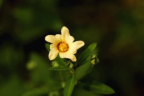 黄花稔图片