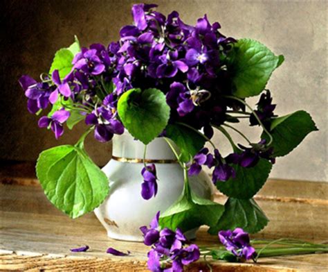 紫罗兰图片_开花的紫罗兰图片大全 - 花卉网