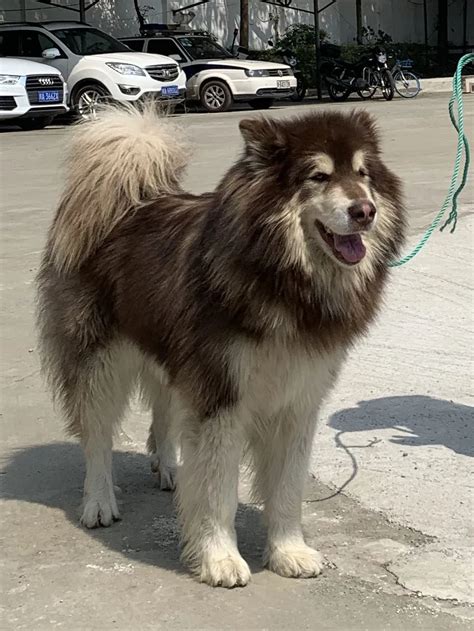 阿拉斯加雪橇犬图片大全 大型阿拉斯加雪橇犬图片-宠物王