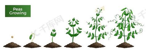 豌豆植物生长阶段组成与文本和一组孤立的图像代表随后的生长阶段向量例证背景图片免费下载_海报banner/高清大图_千库网(图片编号6266838)