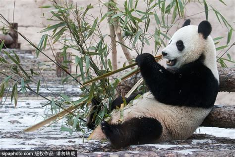 旅俄大熊猫丁丁和如意获全球大熊猫奖提名-新闻中心-温州网