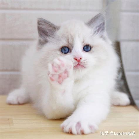 可爱的小猫幼崽高清图片下载-正版图片600203870-摄图网