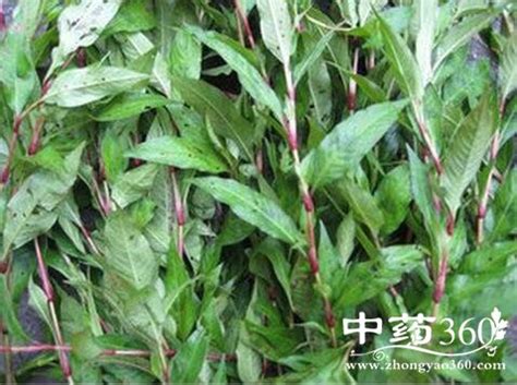 香辣蓼 - 草本 - 广州市林业园林科技推广服务平台