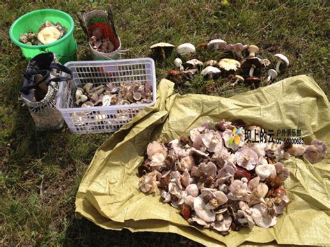 九月坝上寻找童年的记忆之捡蘑菇-坝上草原旅游网
