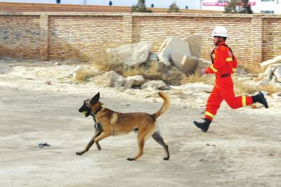 与消防员共同逆行的狗狗——搜救犬，你们辛苦了！ - 第10页 | 宠物天空