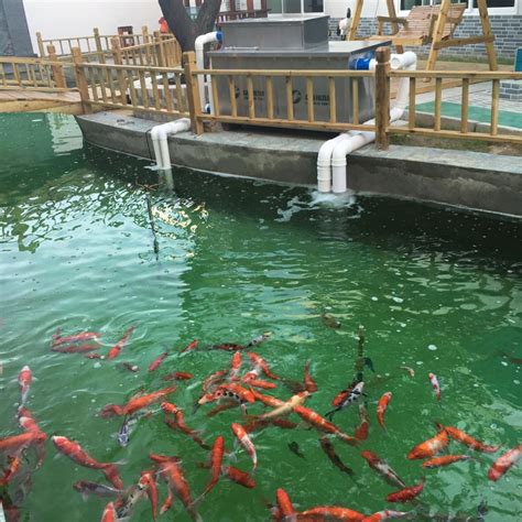 蚌埠：龙子湖湖面频现死鱼 保洁人员成车掩埋死鱼凤凰网安徽_凤凰网