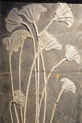 海百合化石图片