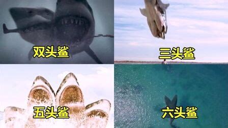 《六头鲨来袭》-高清电影-完整版在线观看