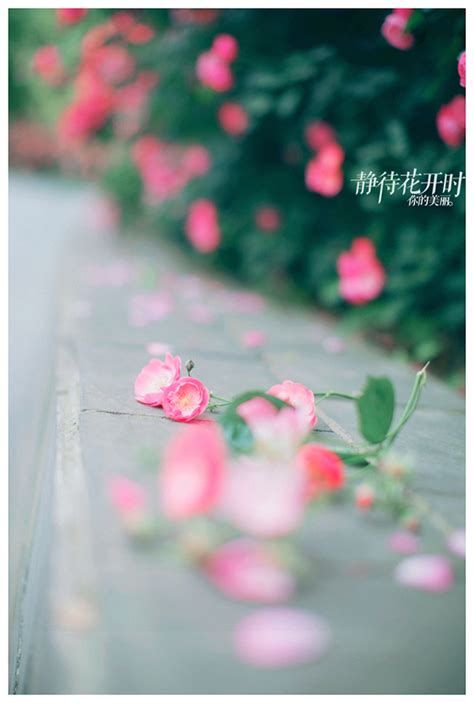 静待花开图片