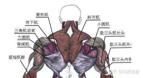 背部肌肉的六大分区 - 知乎