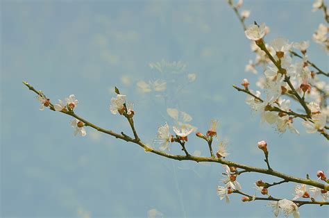 春暖花开高清图片下载-正版图片500839348-摄图网