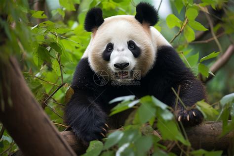 一只小熊猫站在树枝上的肖像高清图片下载-正版图片503187110-摄图网