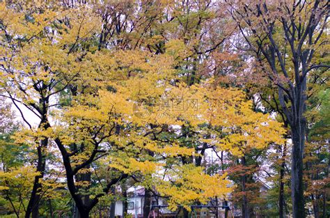 枫叶 枫 叶 多伦多 安大略省 加拿大 秋天 季节 秋 树图片下载 - 觅知网