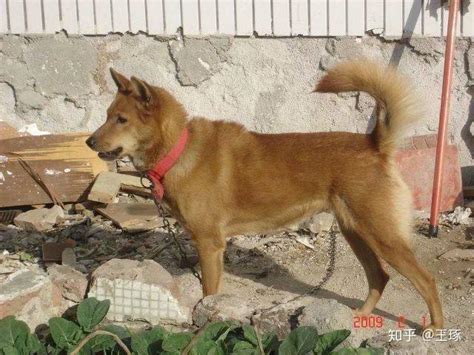 中国本土第一猎犬, 和杜高也有得一比的箭毛猎犬|猎犬|杜高|犬种_新浪新闻