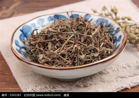 扁蓄图片