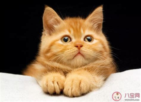 为什么猫叫声像婴儿（了解猫的叫声）-幼儿百科-魔术铺
