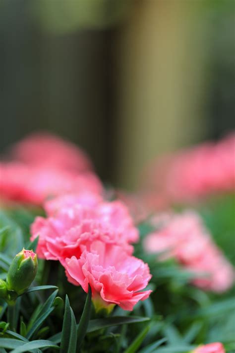 花卉图片