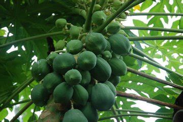 木瓜的营养价值-养生食品- 中药健康网