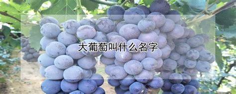 重庆葡萄采摘时需要做什么准备及要留意什么？-重庆普迪农业发展有限公司